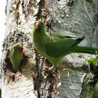 Halsbandsittiche im Nordfriedhof Bonn