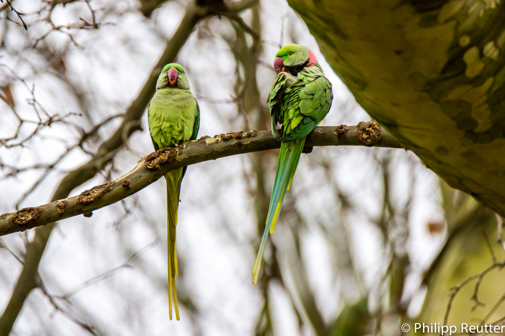 Halsbandsittiche im Schlosspark Biebrich