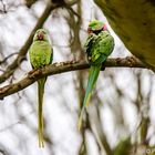 Halsbandsittiche im Schlosspark Biebrich