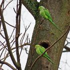 Halsbandsittiche im Verna-Park