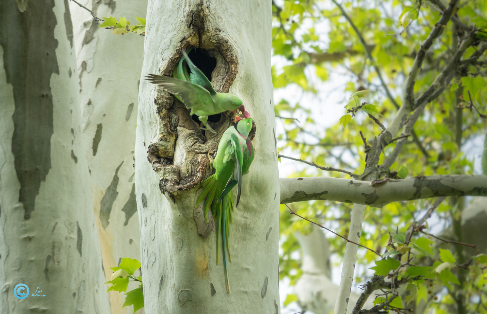 Halsbandsittiche in freier Natur