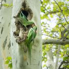 Halsbandsittiche in freier Natur