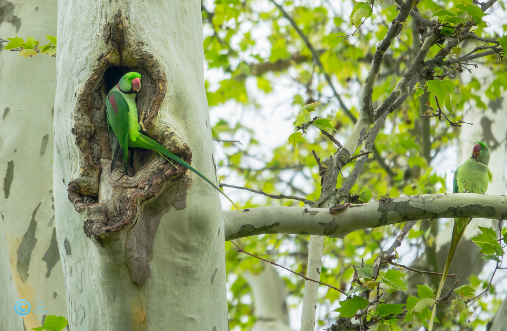 Halsbandsittiche in freier Natur