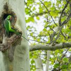 Halsbandsittiche in freier Natur