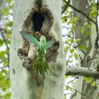 Halsbandsittiche in freier Natur