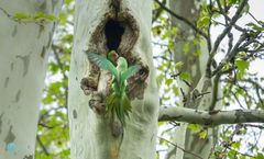 Halsbandsittiche in freier Natur