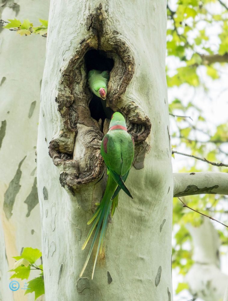 Halsbandsittiche in freier Natur