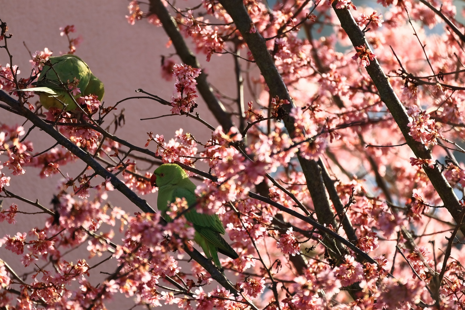 Halsbandsittiche in rosa Blüten (Schneeball?)