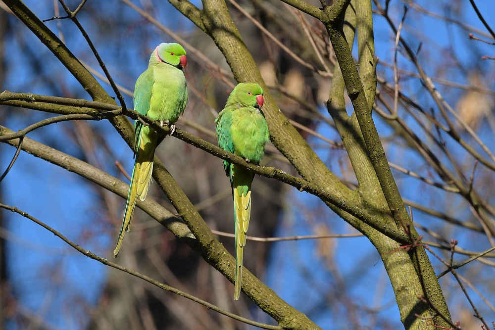 Halsbandsittiche: Paargucken