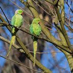 Halsbandsittiche: Paargucken