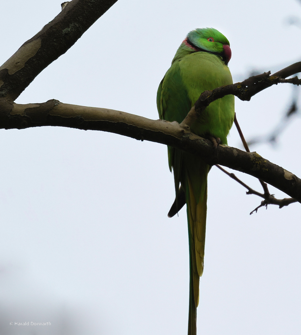 Halsbandsittiche (Psittacula krameri)