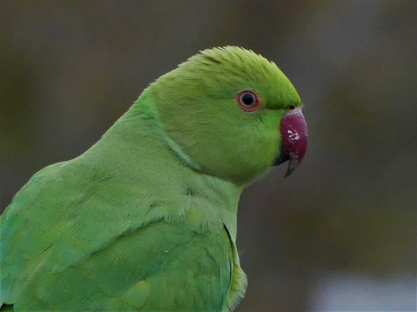 HALSBANDSITTICHPORTRAIT