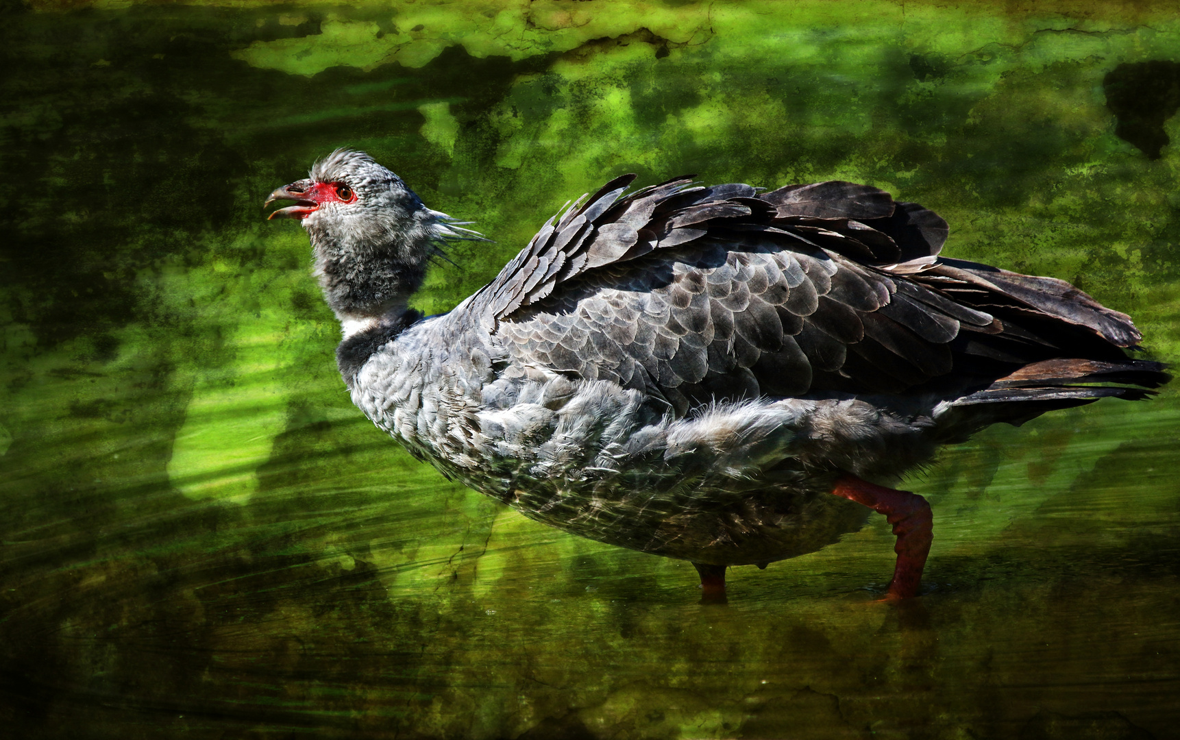 "HALSBANDWEHRVOGEL", mit Tierinfo