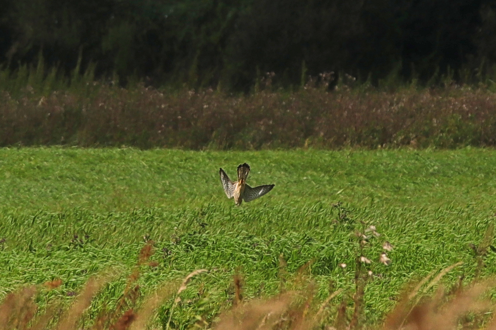 Halsbrecherische Jagd