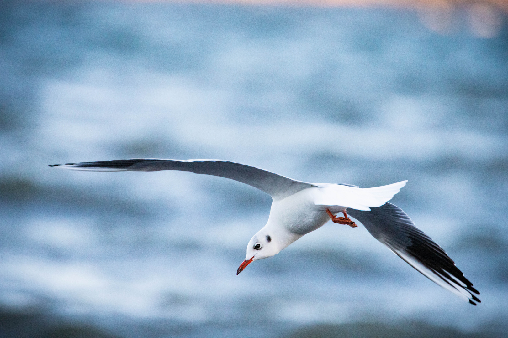 Halsdrehung im Flug