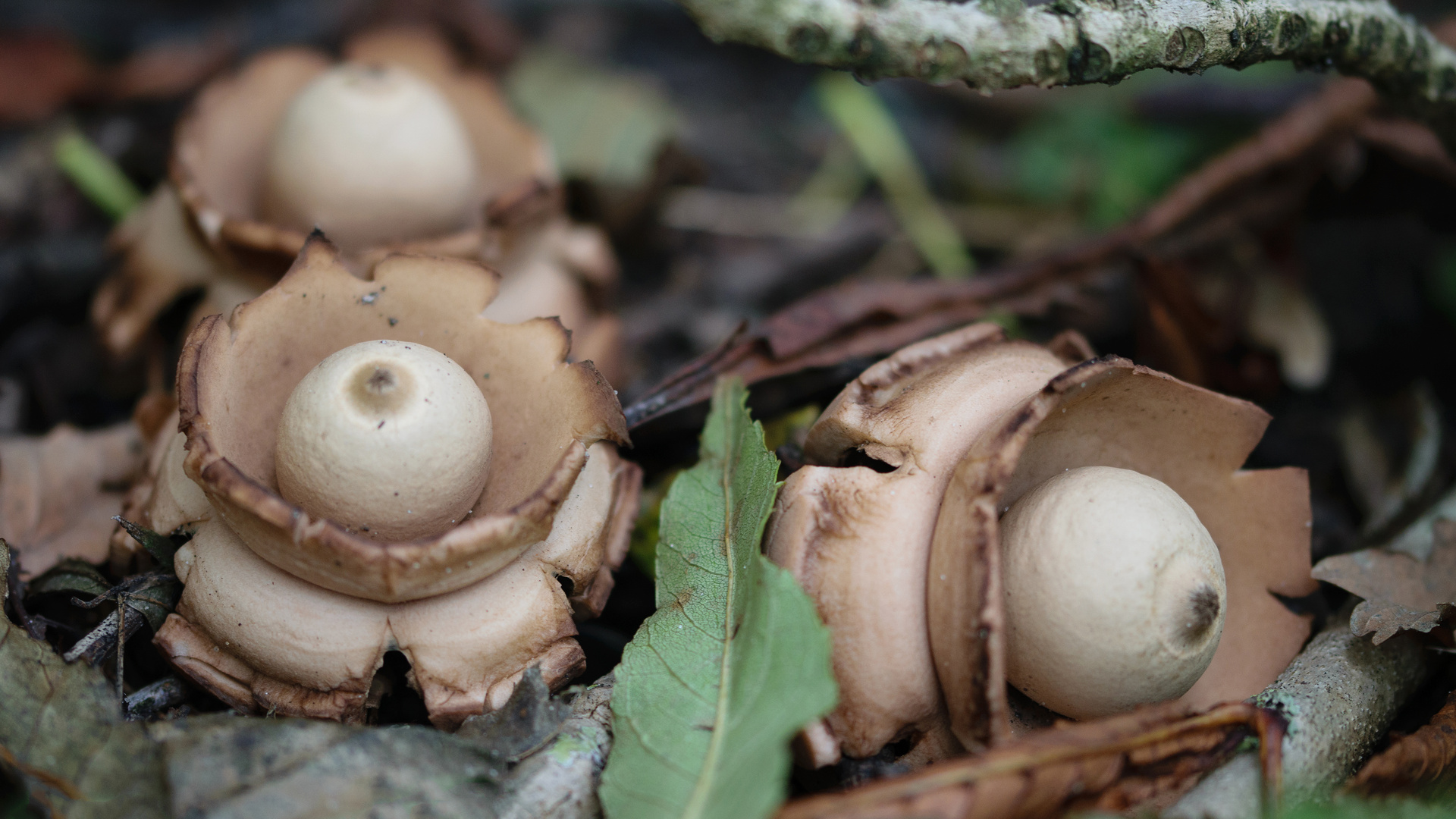 Halskrausen-Eerdstern (Geastrum triplex), collared-earthstar