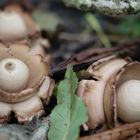 Halskrausen-Eerdstern (Geastrum triplex), collared-earthstar