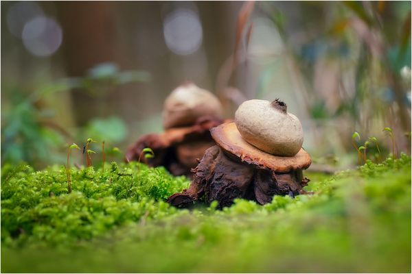 Halskrausen Erdstein