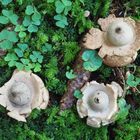 Halskrausen-Erdstern (Geastrum triplex)