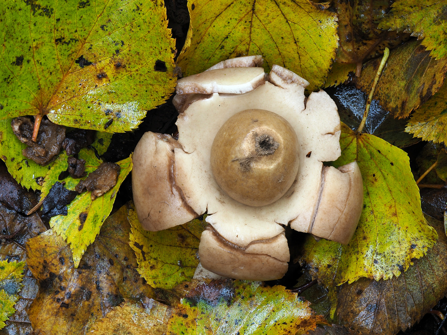 Halskrausen-Erdstern (Geastrum triplex)