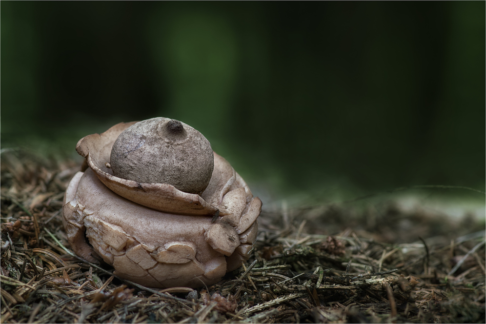 Halskrausen-Erdstern (GEASTRUM TRIPLEX)