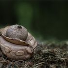 Halskrausen-Erdstern (GEASTRUM TRIPLEX)