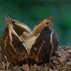 Halskrausen-Erdsterns (Geastrum triplex)