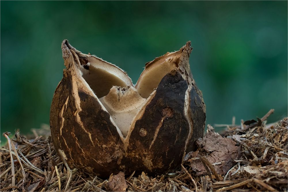 Halskrausen-Erdsterns (Geastrum triplex)