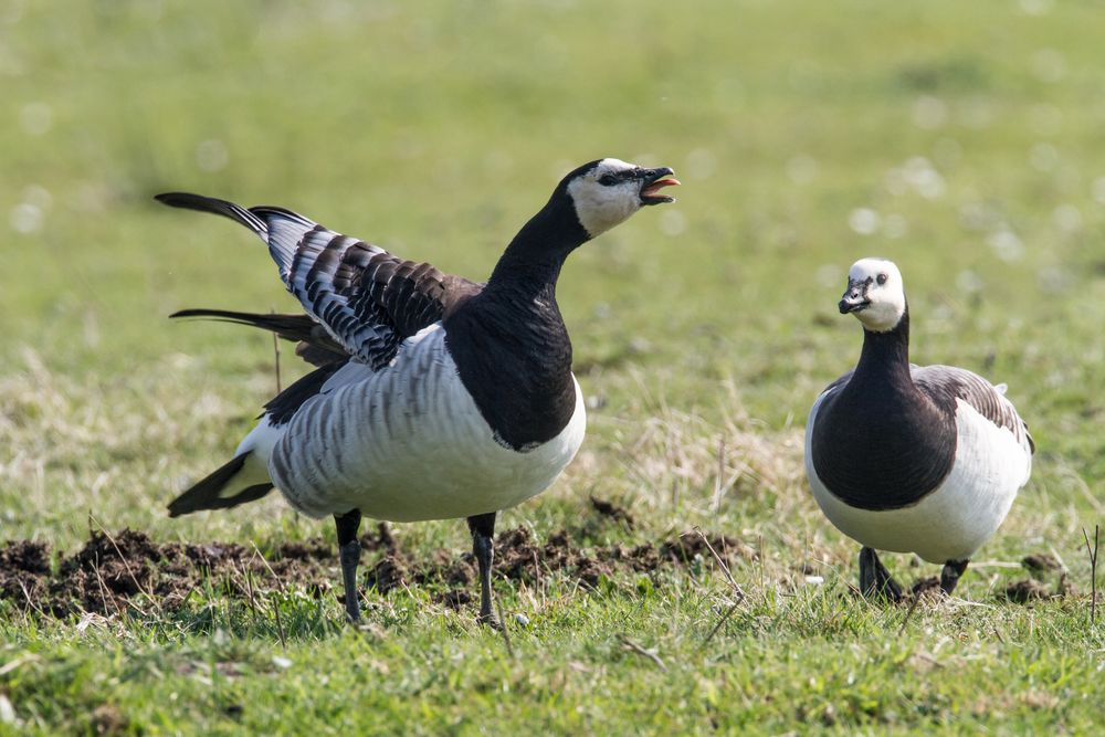Halt doch endlich den Schnabel !! Foto & Bild tiere, wildlife, wild