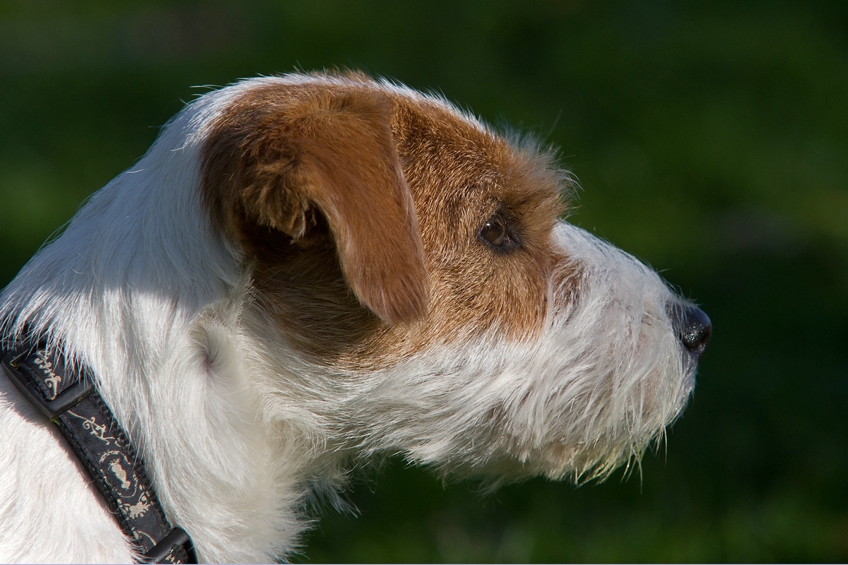 "Halt ein Terrier"