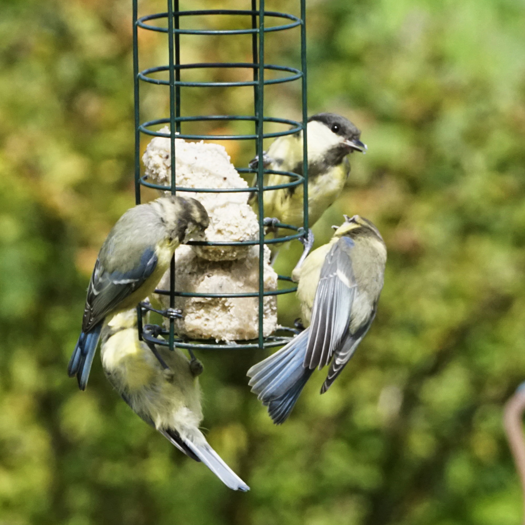 Halt gefääligst Abstand ! noch nix von Vogelgrippe Gehört ?