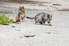 halt hier die Stellung, ich geh' mal gucken