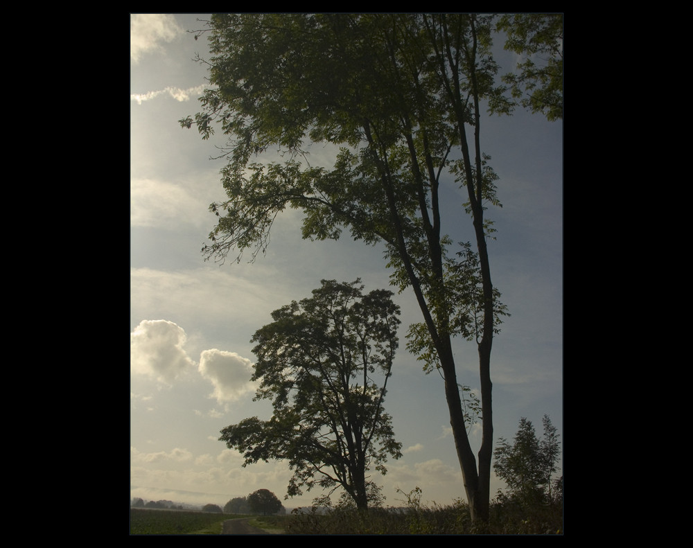 HALT´ INNE, Wanderer, und schaue hinauf... ! - oder: wie Bäume die Landschaft prägen...