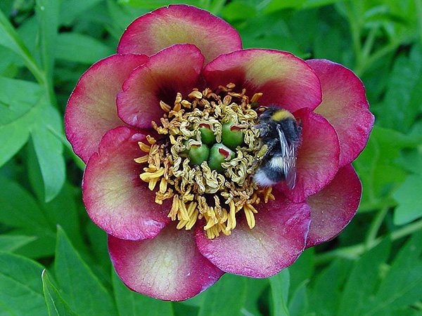 Halt 'ne Biene auf 'ner Blüte