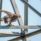 "HALT ........ nicht gleich Wegfliegen"