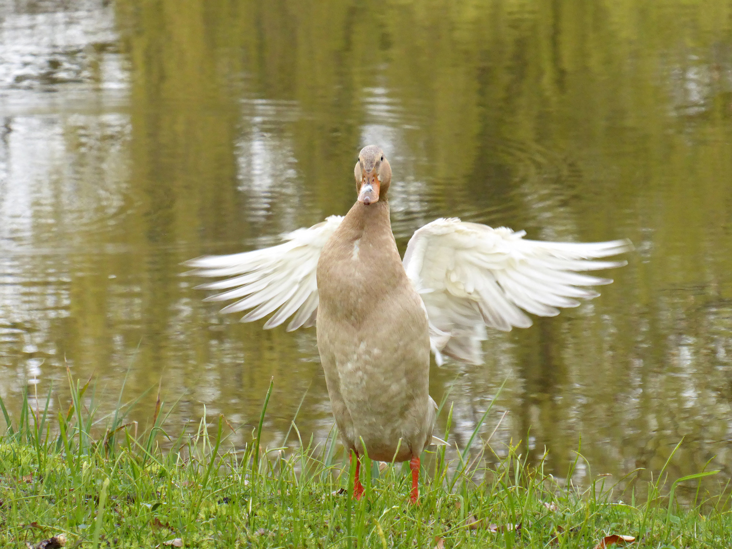 Halt! Stop! Das ist mein Teich ;-.)