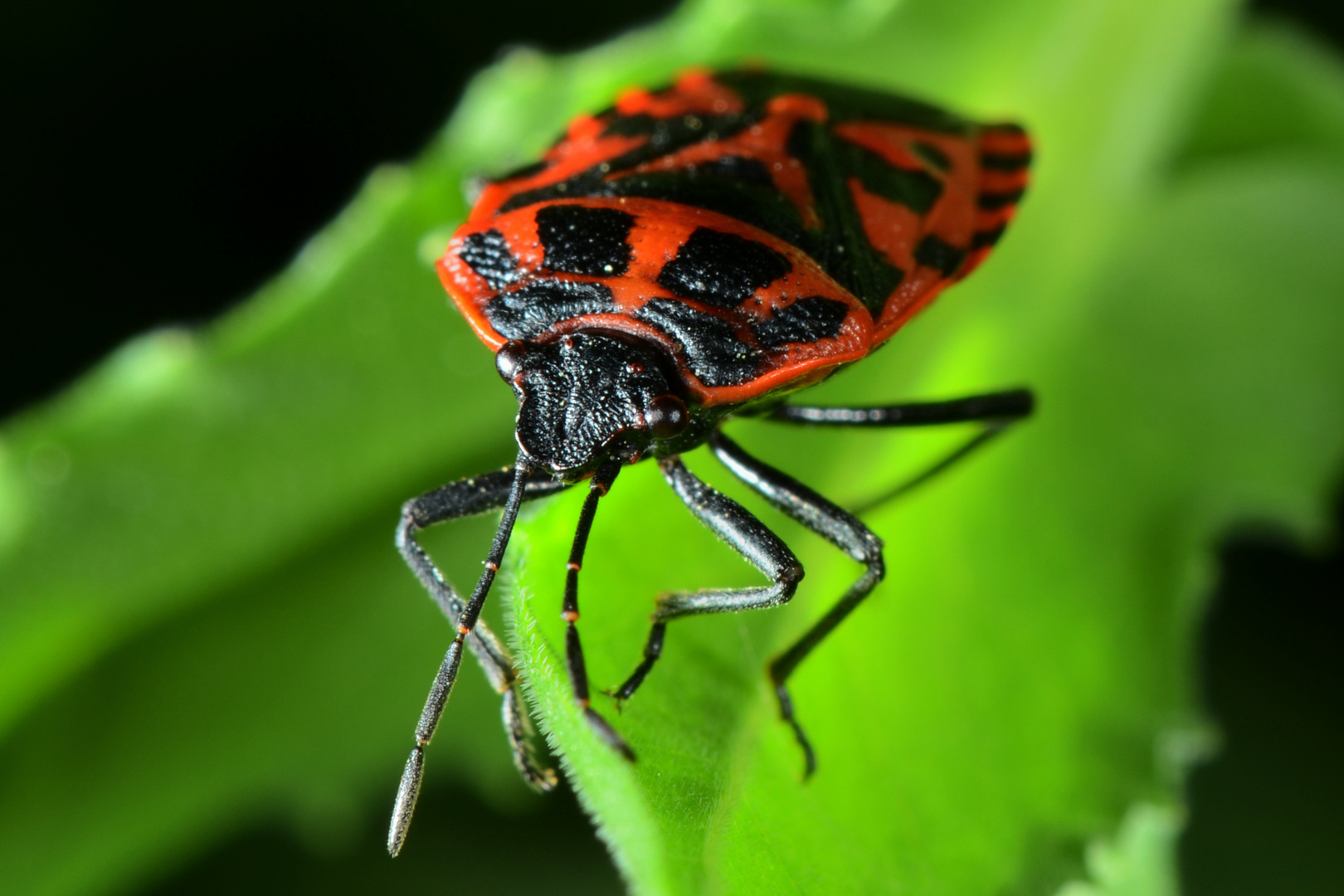 Halte Gendarme En Progression Photo Et Image Macro Nature Macro Insectes Macros D Insectes Images Fotocommunity Halte Gendarme En Progression Photo Et Image Macro Nature Macro Insectes Macros D Insectes Images Fotocommunity