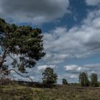 Haltern, Westruper Heide