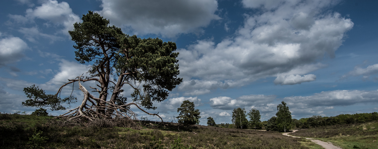 Haltern, Westruper Heide