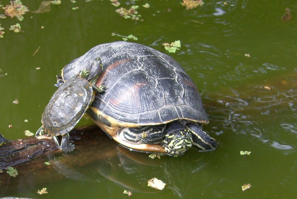 Haltestelle für Schildkröten