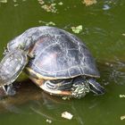 Haltestelle für Schildkröten