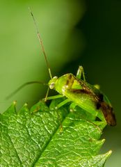 Haltet eure Makros schon mal bereit - es kommt wieder die "Insekten Jagen Zeit