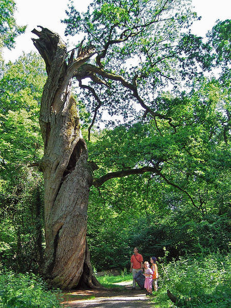 Haltet mich und meinen Wald sauber und am leben, dann gebe ich euch dafür Luft zum leben!