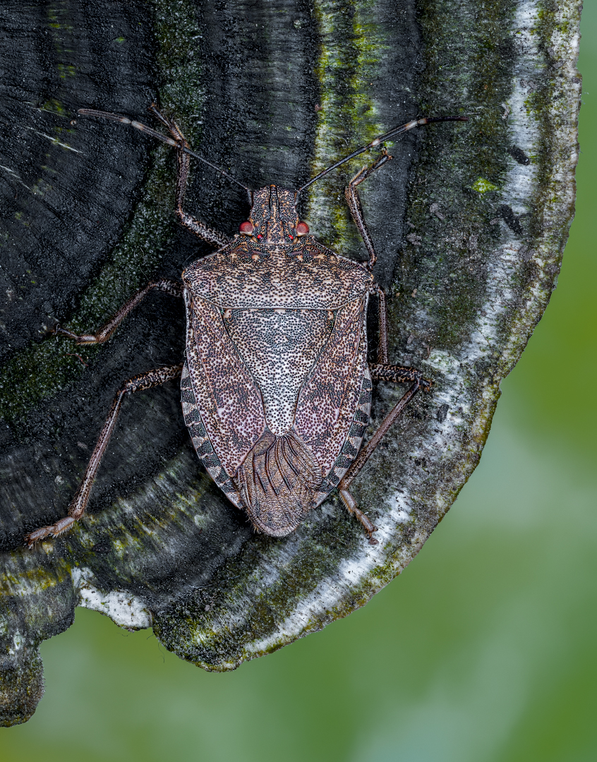 Halyomorpha halys