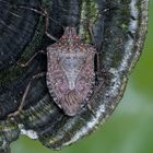 Halyomorpha halys