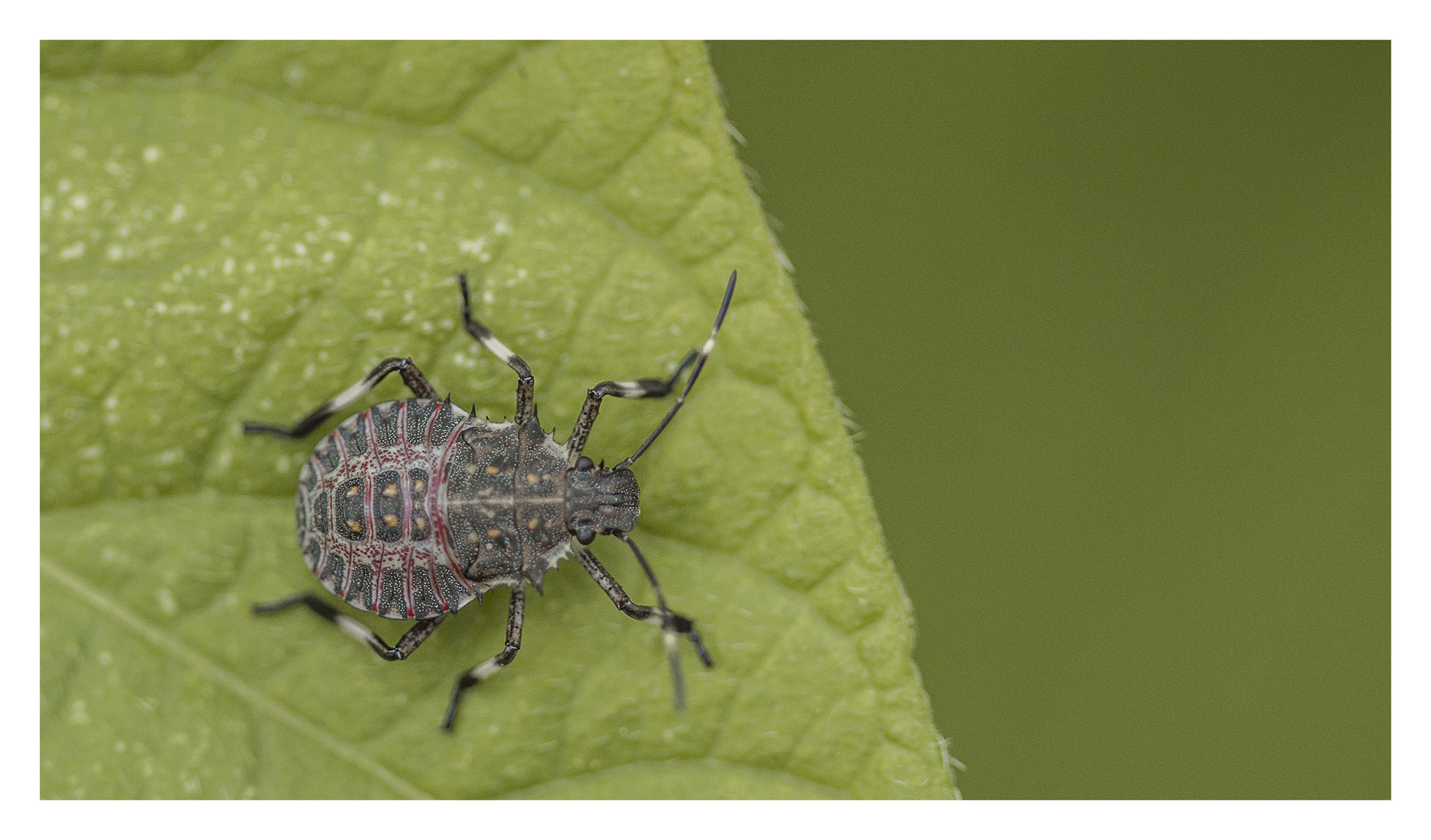 Halyomorpha halys