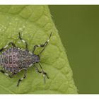 Halyomorpha halys