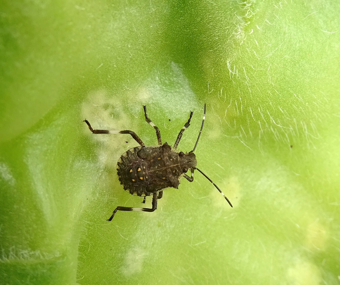 Halyomorpha halys auf Sonnenblumenblatt...