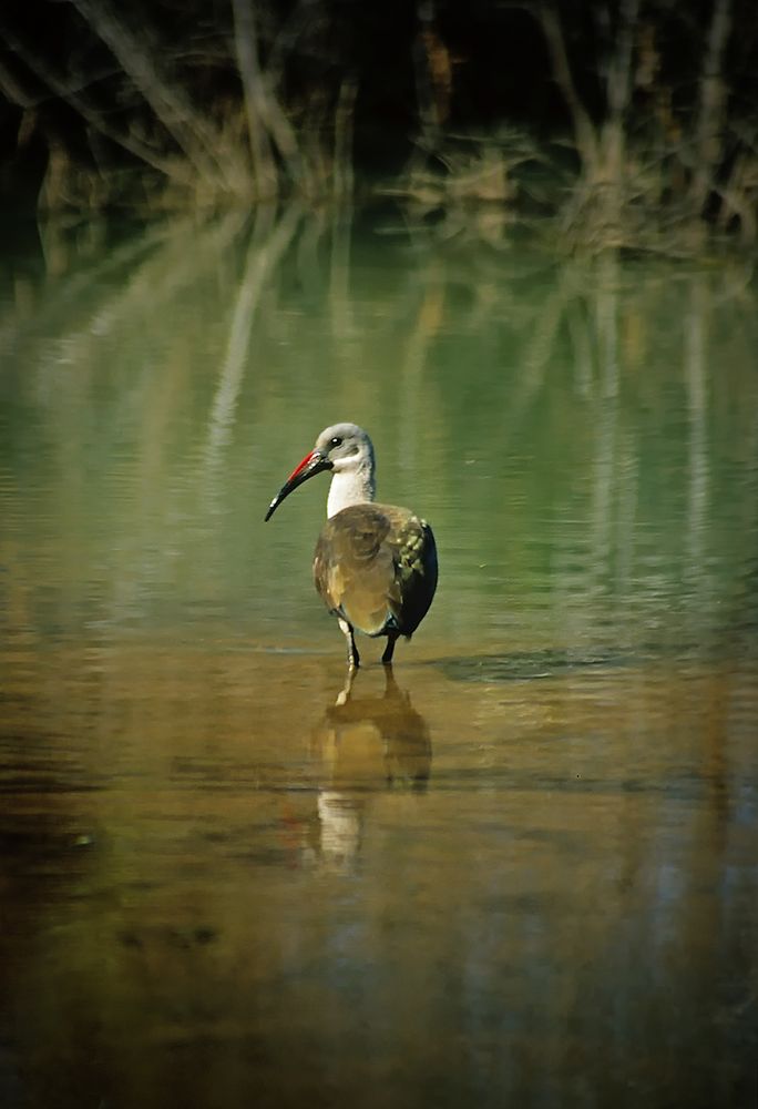 Hamada Ibis