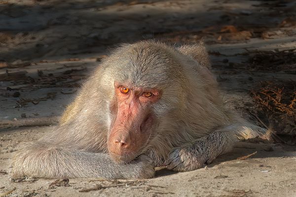Hamadryas baboon